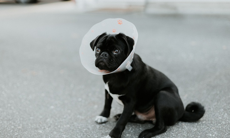 Dog wearing cone after veterinary surgery