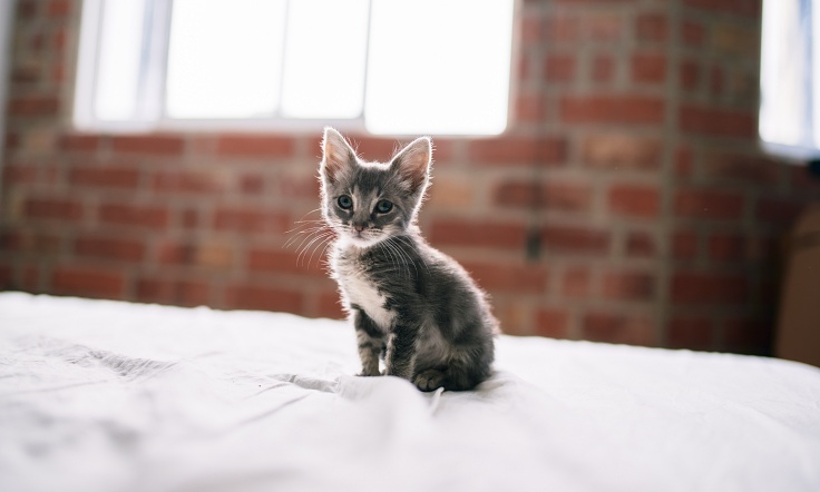 Kitten sitting on a large bed